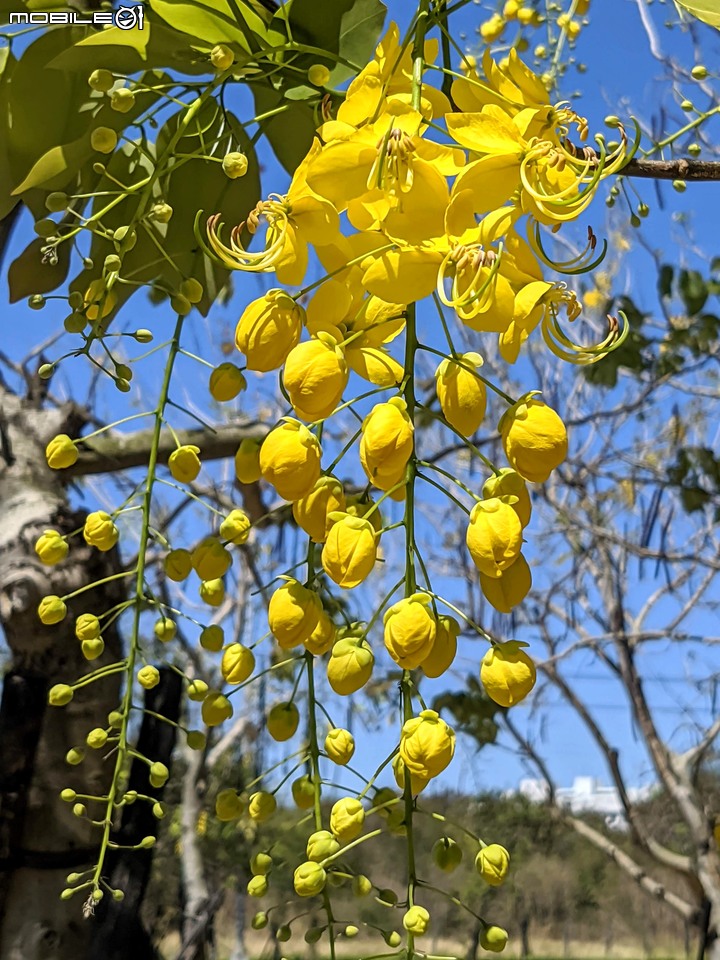 阿勃勒 台南市安南區歷史博物館 05/15