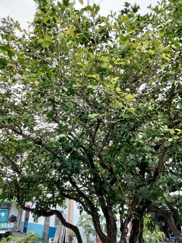 七里香葉子枯黃