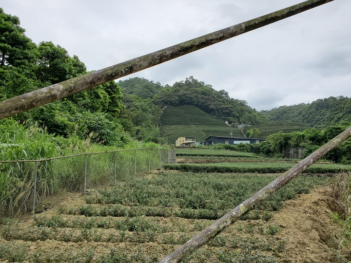〔坪林健行〕北勢溪自行車步道 - 別再整天綠油油!! 出遊茶園搭配陽光來吧讓我帶你去拍喝茶廣告- 大家注意健康安全