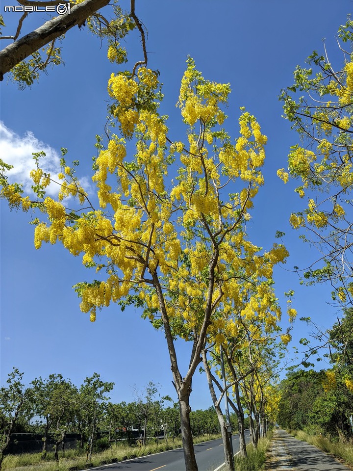 阿勃勒 台南市安南區歷史博物館 05/15