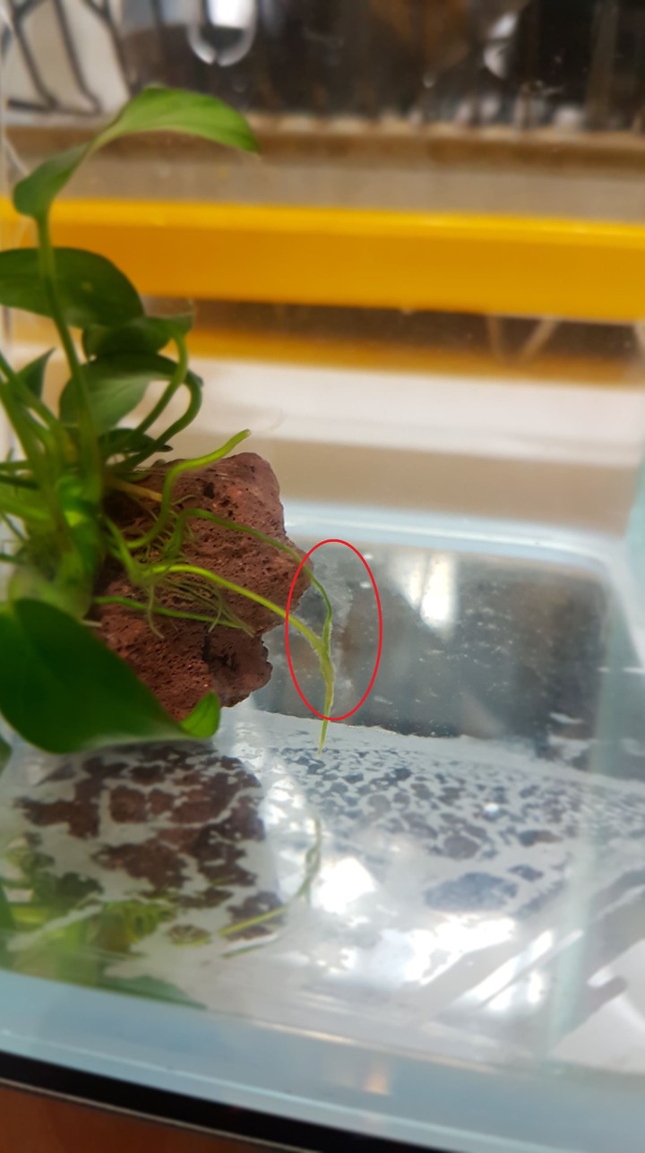 裸缸裡的小蓉 長出白色絮狀物