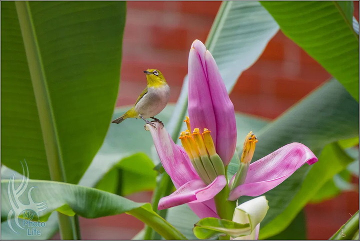 實測．PENTAX K-3 III 新世代全面進化旗艦機