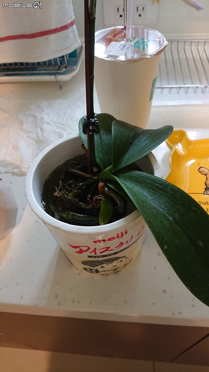 園藝小白把蘭花弄死了，有辦法起死回生嗎?該怎麼養護才正確?