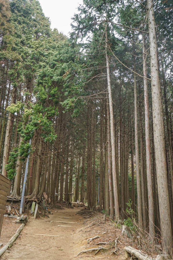 冬季漫步大阪最高山-金剛山葛木神社攻頂遊記