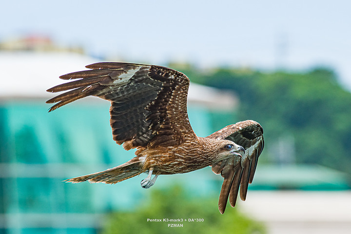 Pentax K3III - 目前的拍鳥(BIF)心得