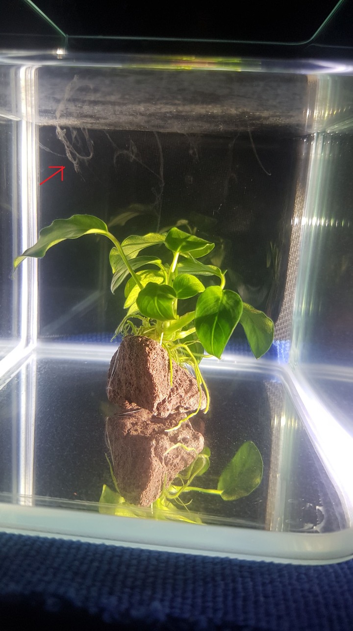 裸缸裡的小蓉 長出白色絮狀物