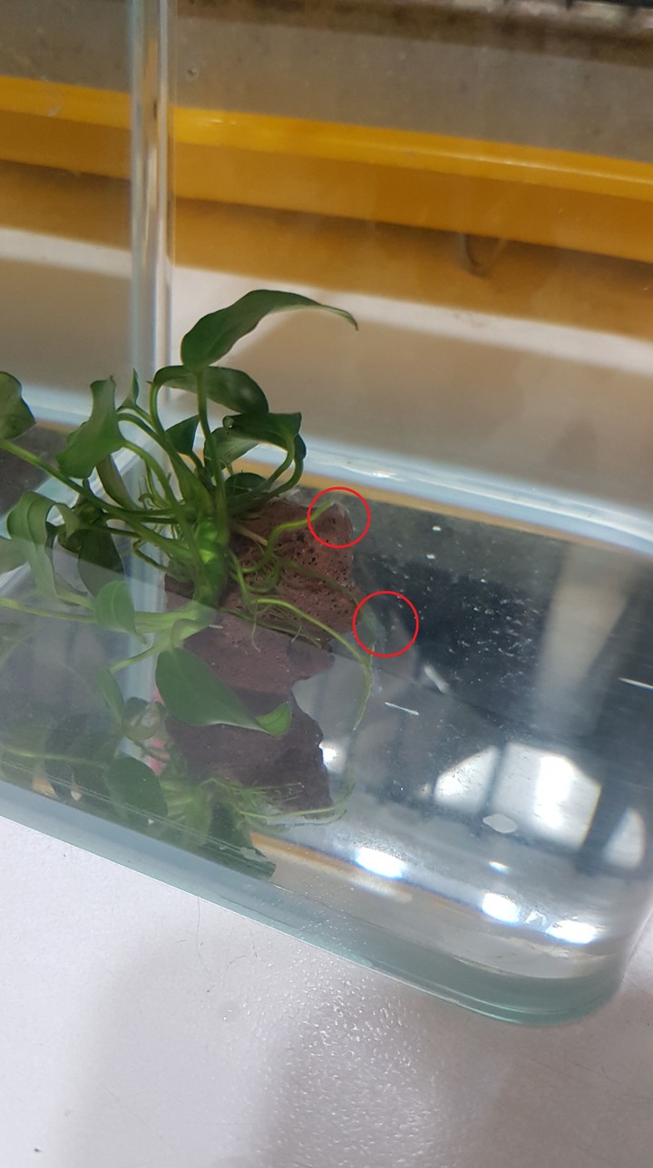 裸缸裡的小蓉 長出白色絮狀物