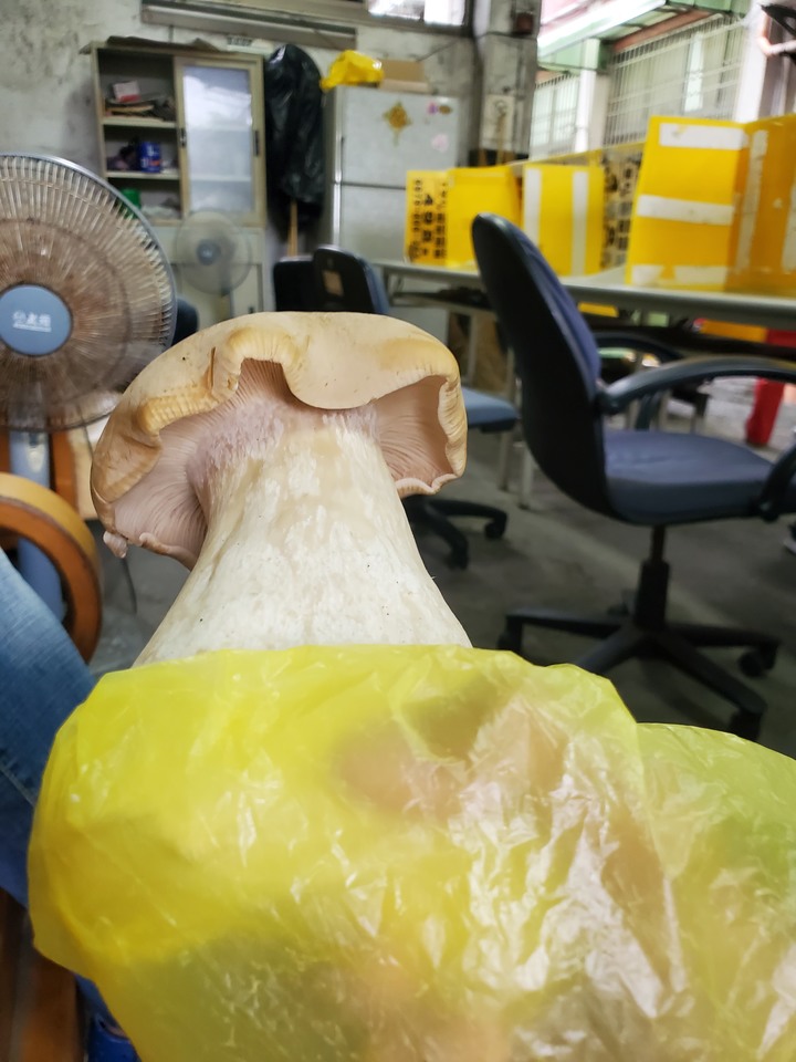這是甚麼菇?(野菇)