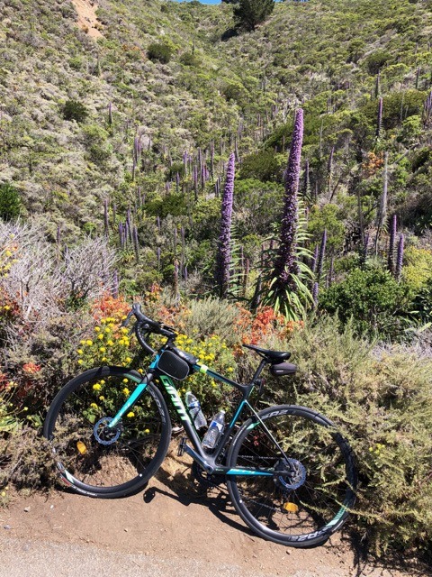 (2021夏) 🚴🇺🇸 北加漂亮濱海太平洋公路 一日騎遊 :