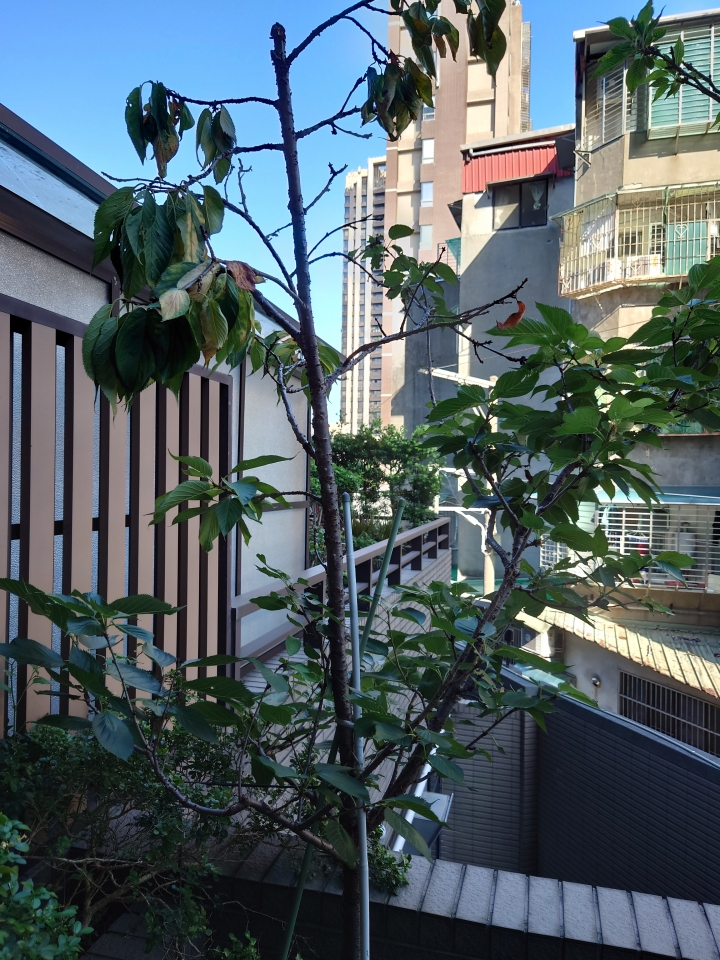 櫻花葉忽然大量綠變黃掉落？！