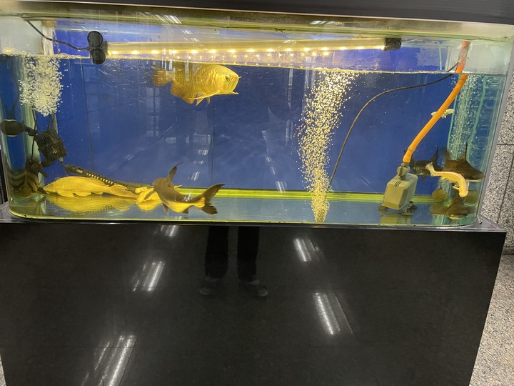 （水族）我們公司水族箱的東西掉了