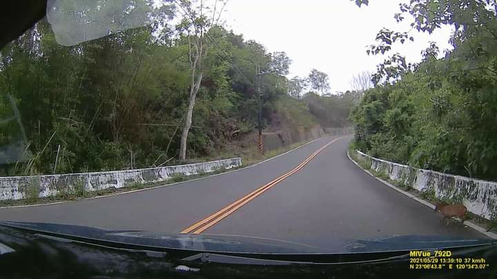 南化有山羌？