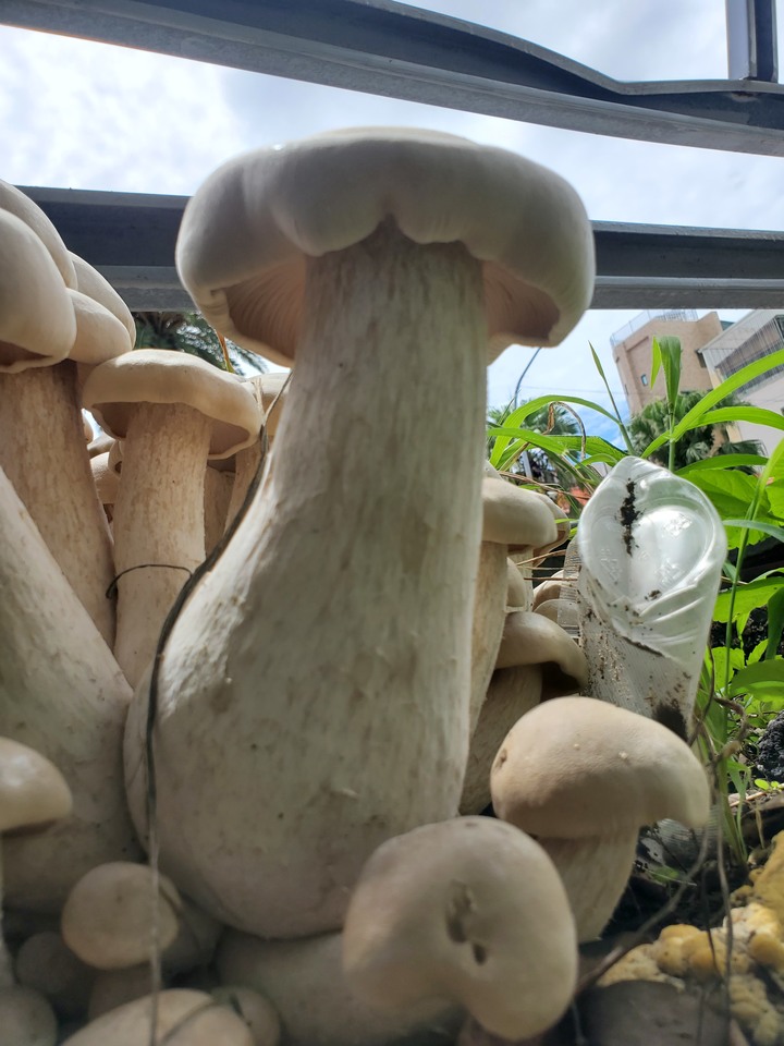 這是甚麼菇?(野菇)