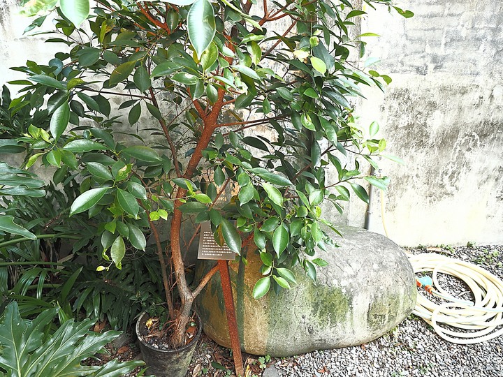 馬廷英故居|青田七六 — 身分多變的洋和混和建築老宅餐廳食記