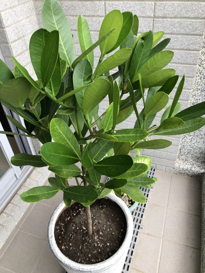 福木葉子 有密密麻麻小黑點  是什麼🤔