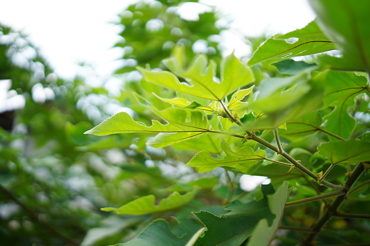 Sigma 35mm f/1.4 DG DN Art 評測報告|原廠以外的超值之選!