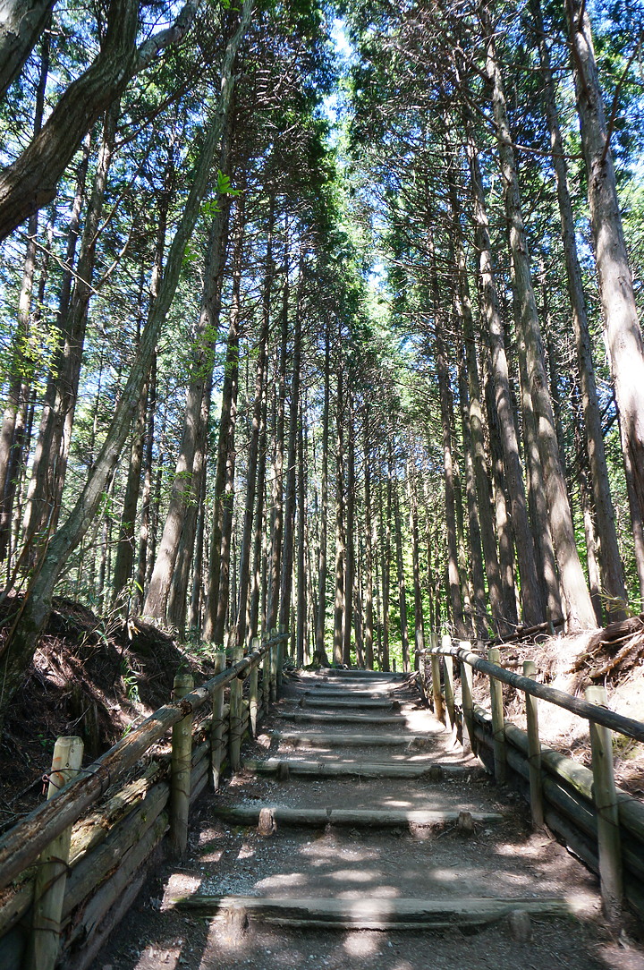 大阪最高山- 金剛山ハイキングきっぷ|