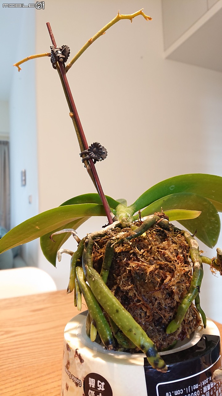 園藝小白把蘭花弄死了，有辦法起死回生嗎?該怎麼養護才正確?