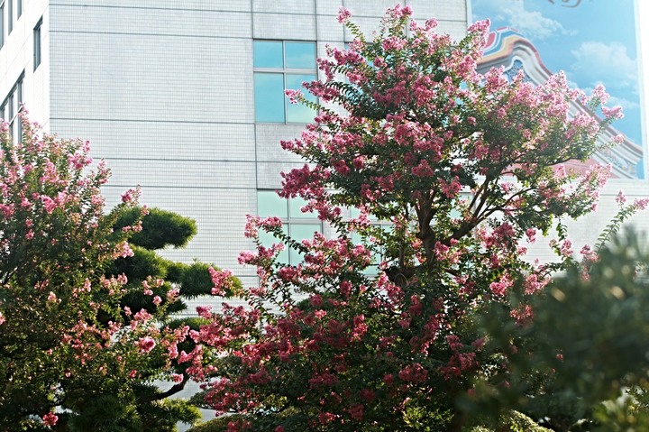 無憂的去年夏天