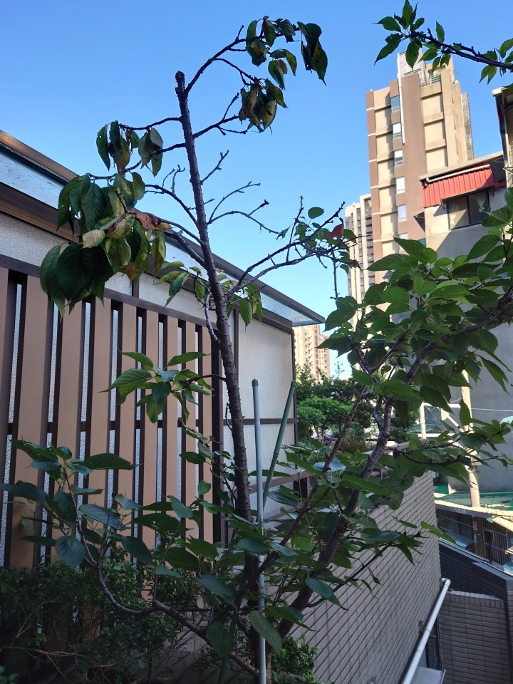 櫻花葉忽然大量綠變黃掉落？！