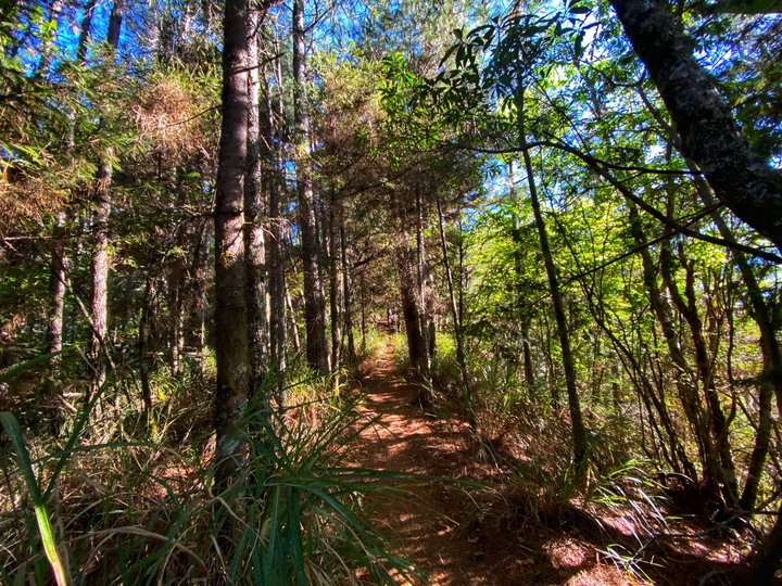 台中和平|志佳陽大山.百岳單攻聖品,陡上1700公尺享受群山環繞美景