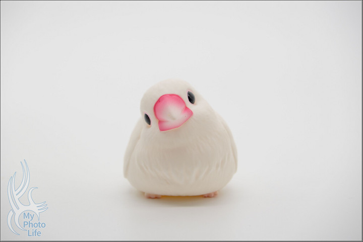 BANDAI萬代.小鳥盒玩特別彈.中盒12入 .開箱