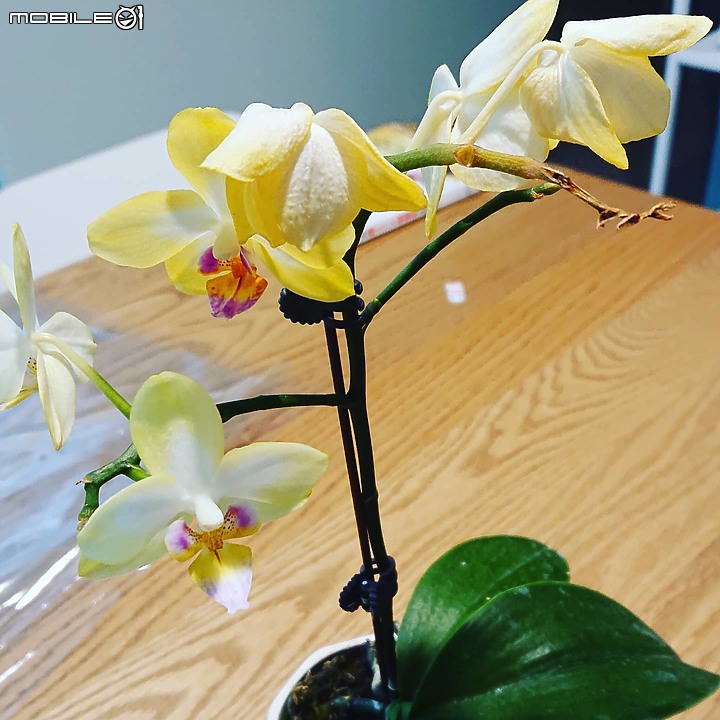 園藝小白把蘭花弄死了，有辦法起死回生嗎?該怎麼養護才正確?