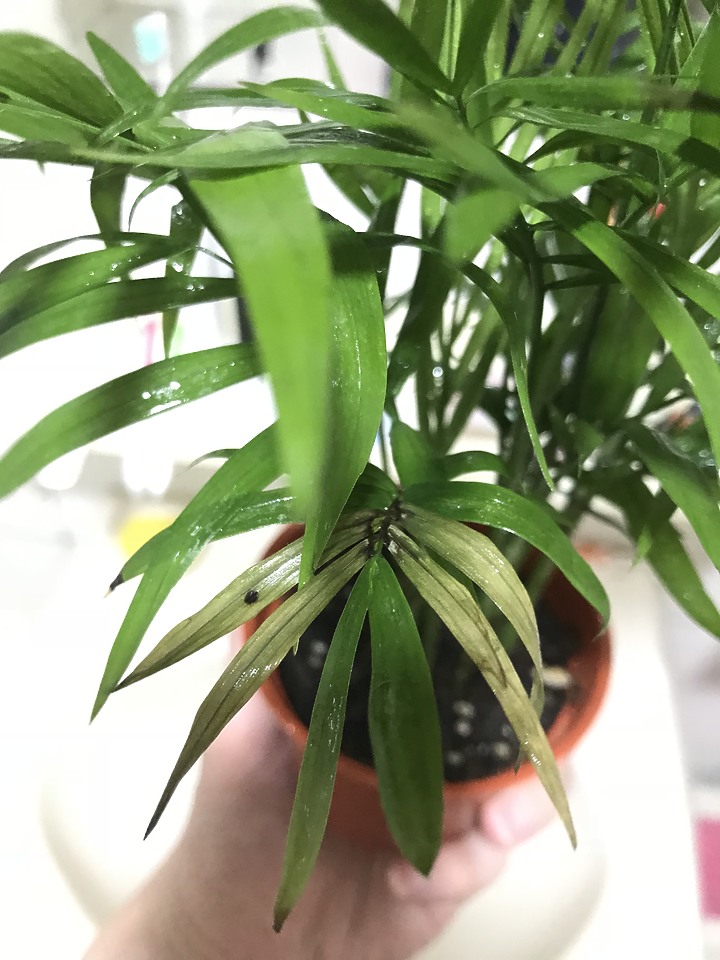袖珍椰子一問