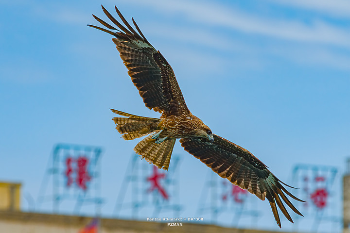 Pentax K3III - 目前的拍鳥(BIF)心得