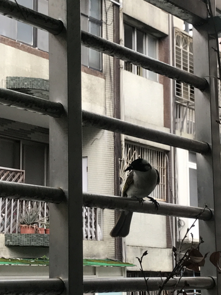 白頭翁在我家築巢