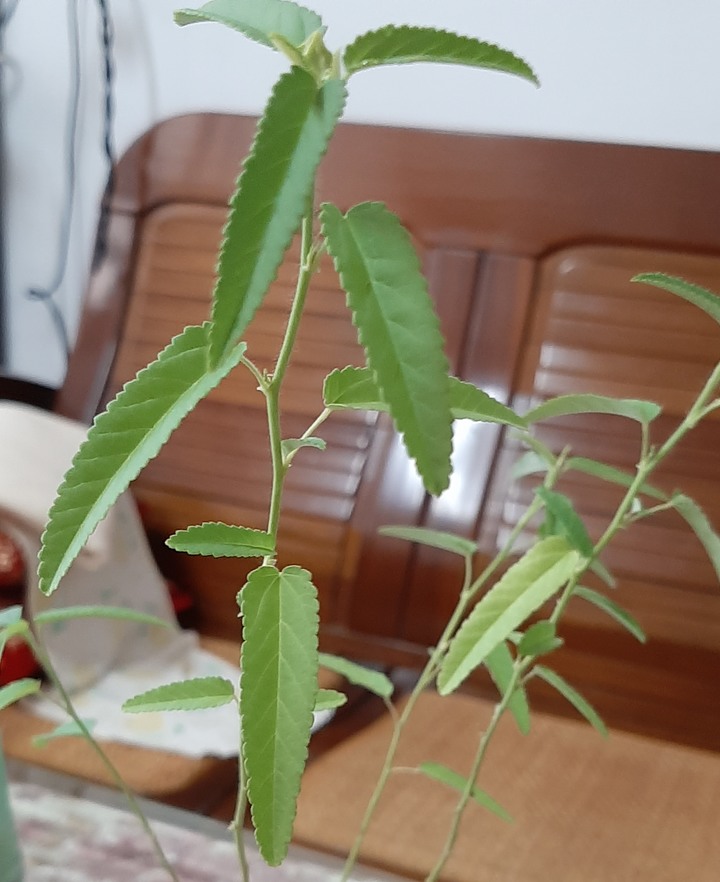 [求教]樓上花圃不知名小草