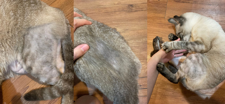 貓咪皮膚過敏治療過程分享