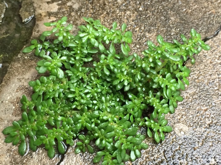 請問這是什麼草？好種植嗎？