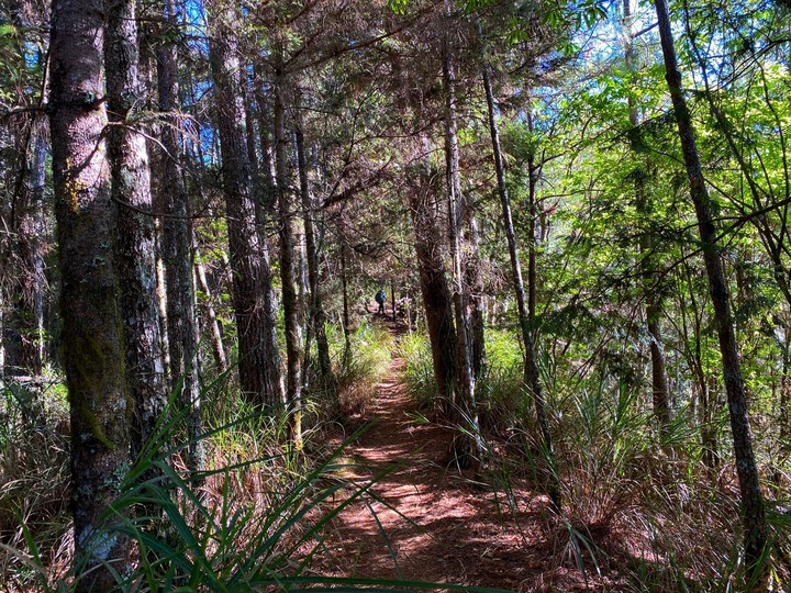 台中和平|志佳陽大山.百岳單攻聖品,陡上1700公尺享受群山環繞美景