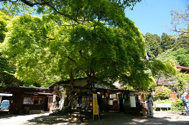 大阪最高山- 金剛山ハイキングきっぷ|