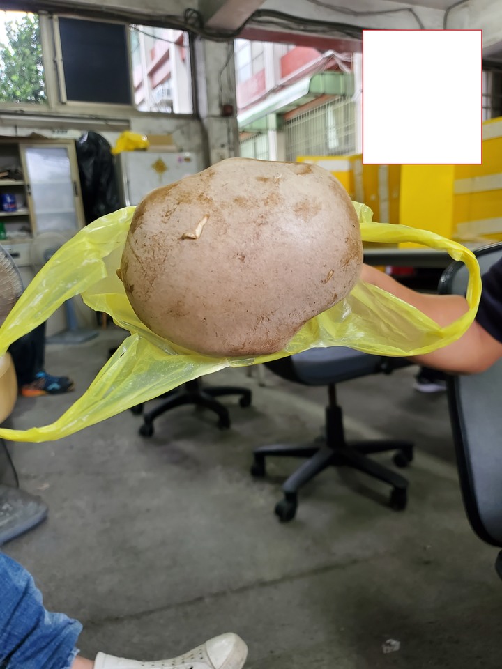 這是甚麼菇?(野菇)