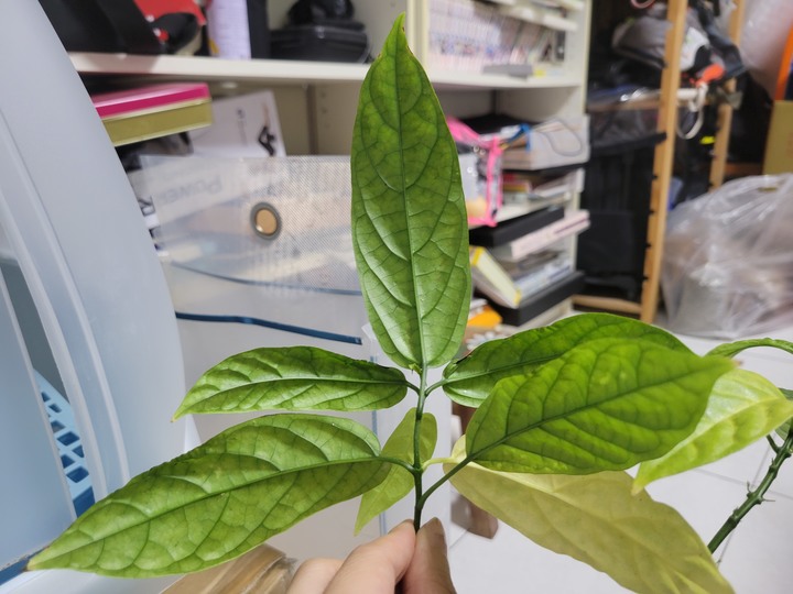 請問，垂枝茉莉葉子黃且新芽枯，有什麼方式可以拯救他呢?