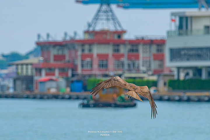 Pentax K3III - 目前的拍鳥(BIF)心得