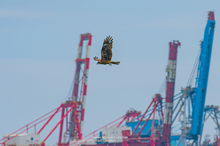 Pentax K3III - 目前的拍鳥(BIF)心得