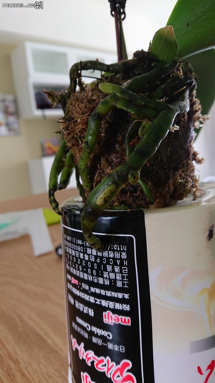 園藝小白把蘭花弄死了，有辦法起死回生嗎?該怎麼養護才正確?