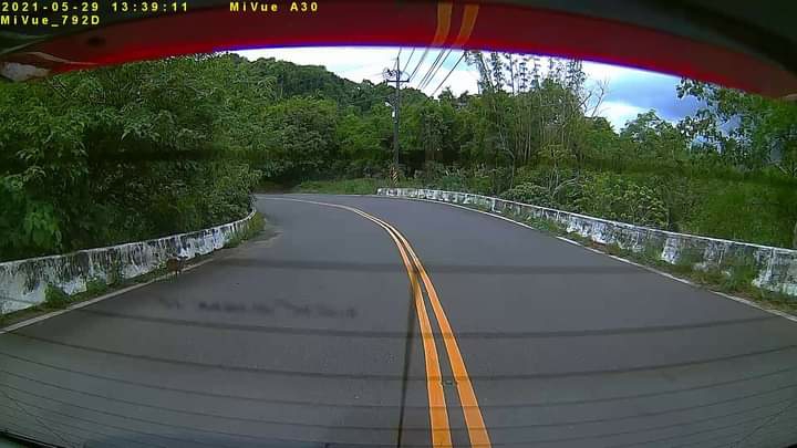 南化有山羌？