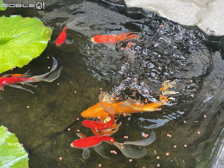 My Home . 小小鯉魚池