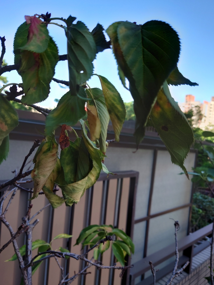 櫻花葉忽然大量綠變黃掉落？！