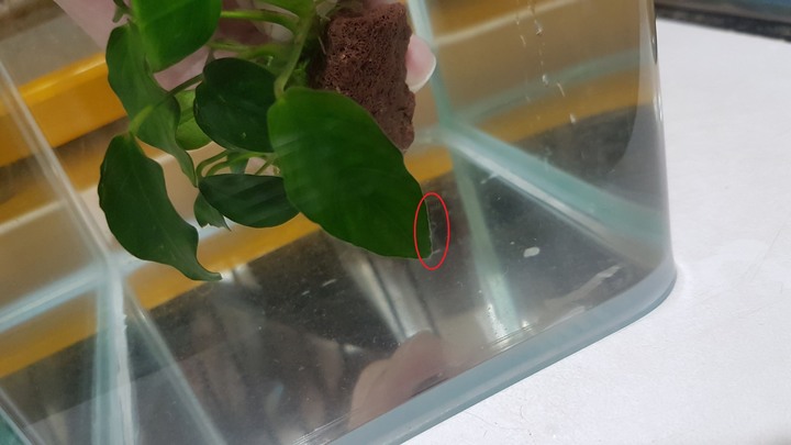 裸缸裡的小蓉 長出白色絮狀物