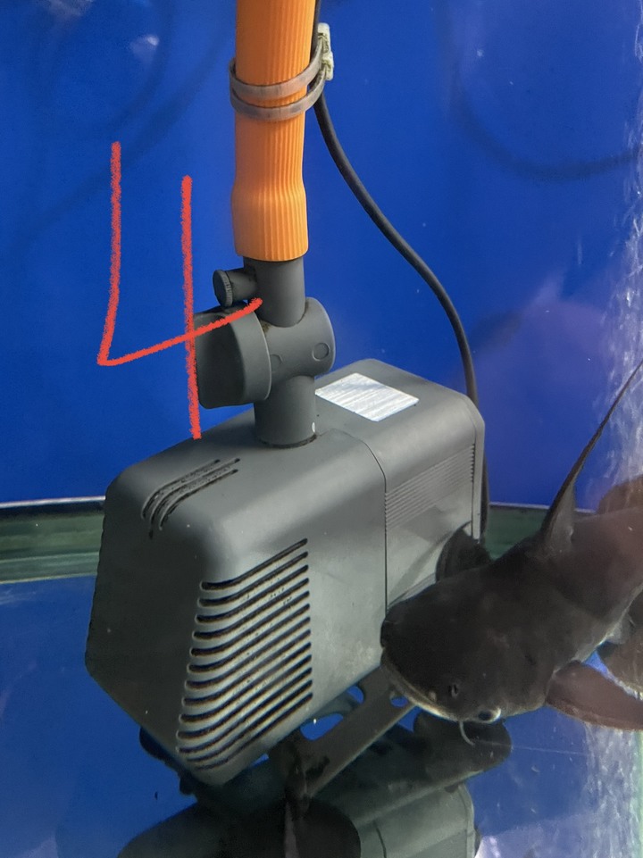 （水族）我們公司水族箱的東西掉了