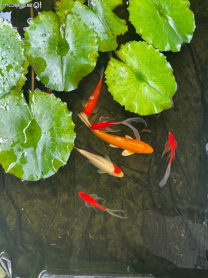 My Home . 小小鯉魚池