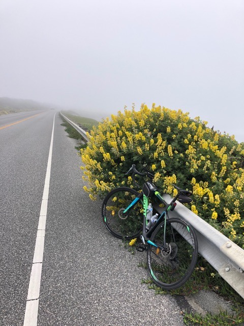 (2021夏) 🚴🇺🇸 北加漂亮濱海太平洋公路 一日騎遊 :