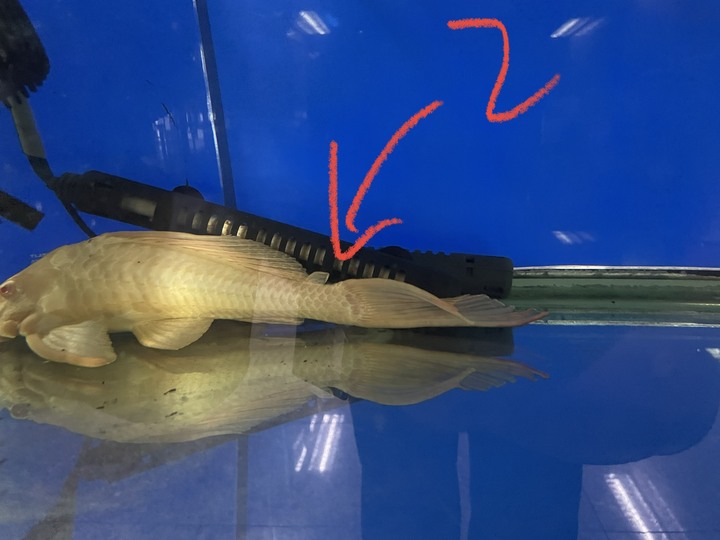 （水族）我們公司水族箱的東西掉了