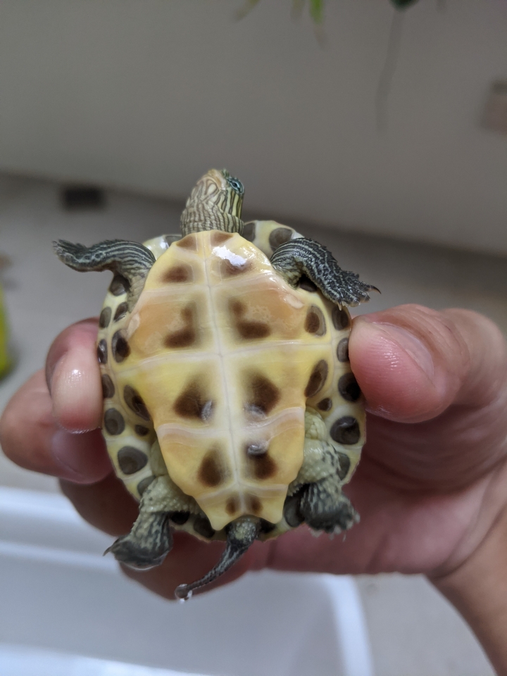 澤龜的殼變白