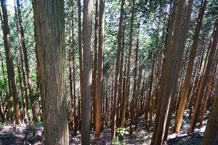 大阪最高山- 金剛山ハイキングきっぷ|